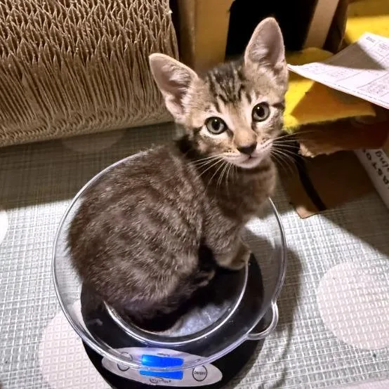 A young medium-sized male Brown / Chocolate Domestic Short Hair cat named Blues for adoption in Austin, TX