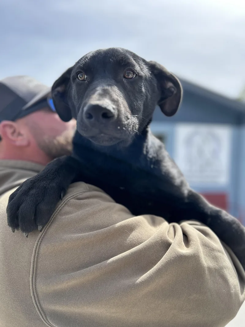A baby medium-sized male Black German Shepherd Dog dog named Dusk for adoption in Manchester, TN