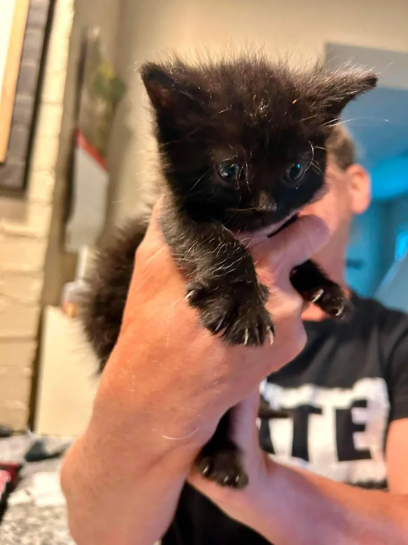 A baby small-sized female Domestic Short Hair cat named Simone for adoption in Clymer, PA