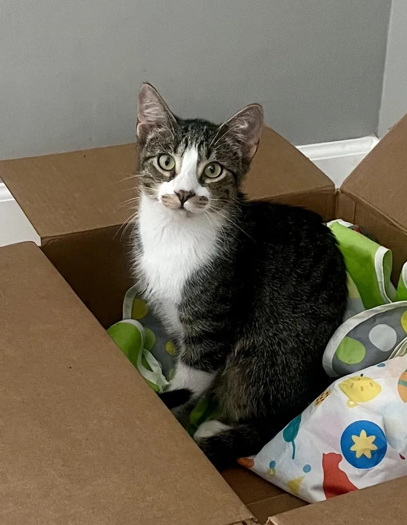 A young medium-sized male Tabby (Brown / Chocolate) Domestic Short Hair cat named Rowan & Colton BONDED for adoption in Boca Raton, FL