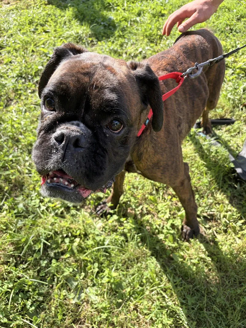 An adult large-sized female Boxer dog named Mystic for adoption in Monticello, NY