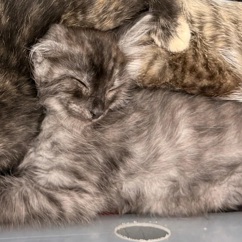 A baby small-sized male Smoke Domestic Short Hair cat named New Moon for adoption in Evansville, IN