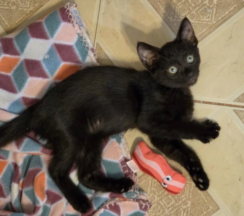 A young medium-sized female Black Domestic Short Hair cat named Hamburglar for adoption in Ocala, FL