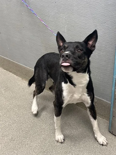 A young large-sized male Pit Bull Terrier dog named Stimen for adoption in Las Vegas, NV