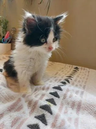 A baby small-sized male Domestic Long Hair cat named Patrick for adoption in Fishers, IN