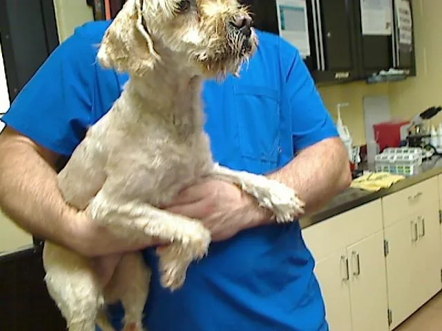 An adult small-sized female Lhasa Apso dog named Michelle for adoption in Cookeville, TN