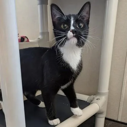 A young medium-sized female Black & White / Tuxedo Domestic Short Hair cat named Peggy for adoption in Dubuque, IA