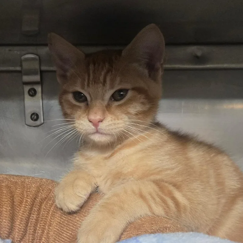Garfield