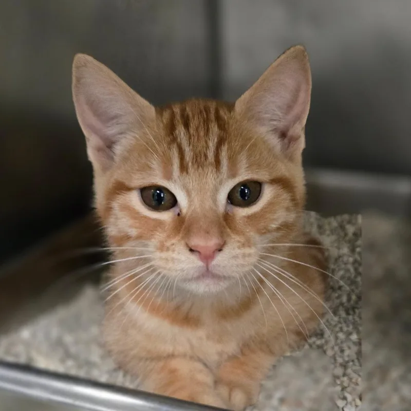 Garfield thumbnail 2