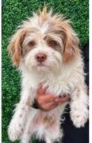 An adult medium-sized male Terrier dog named Galvin for adoption in West Bloomfield, MI