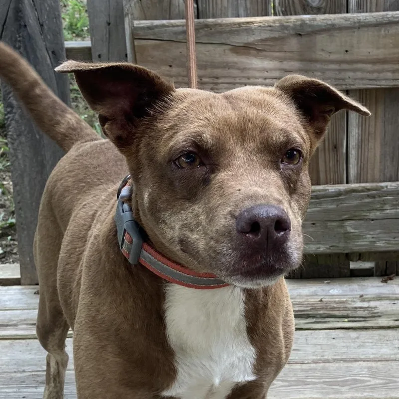 An adult medium-sized female Yellow / Tan / Blond / Fawn Mixed Breed dog named Starlite for adoption in Pulaski, TN