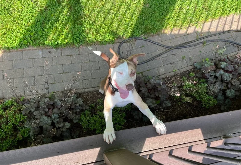 Dr. Zeus thumbnail 2