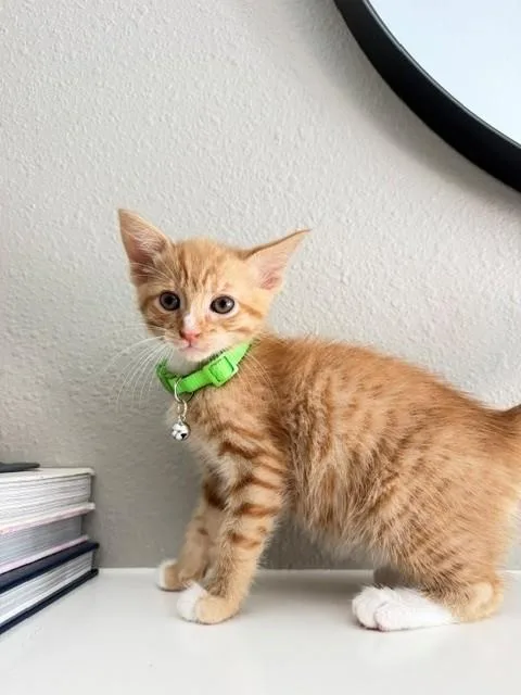 A baby medium-sized male Orange / Red Domestic Short Hair cat named George for adoption in Houston, TX
