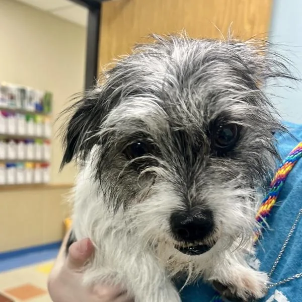 An adult small-sized female Terrier dog named Pipsqueak for adoption in Sioux City, IA