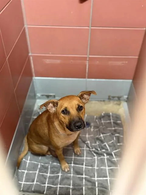 An adult medium-sized female Staffordshire Bull Terrier dog named Celia for adoption in Houston, TX