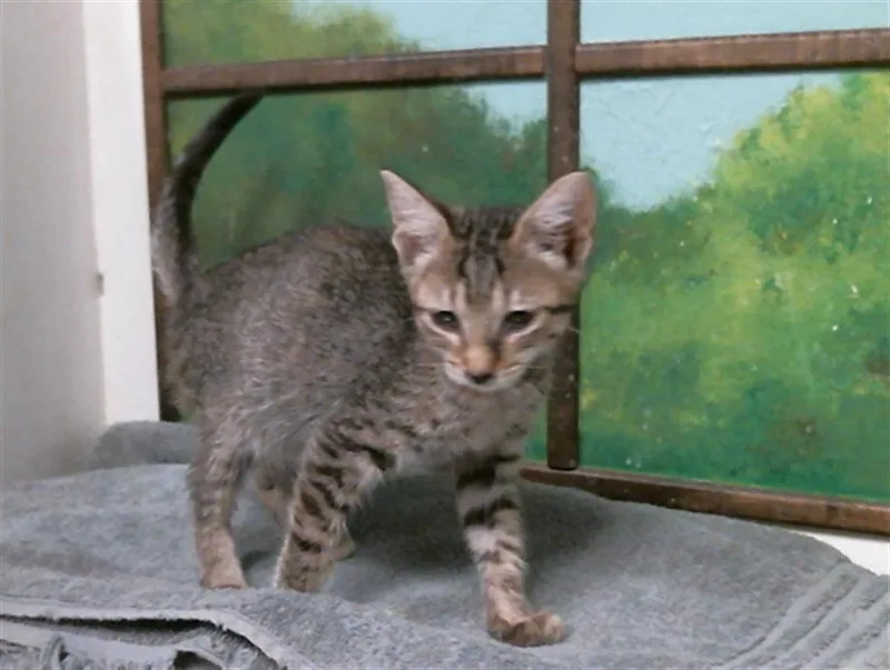 A baby small-sized female Domestic Short Hair cat named Muffin for adoption in Houston, TX