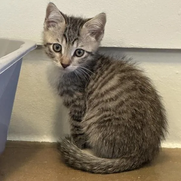 A baby small-sized female Domestic Medium Hair cat named Perona for adoption in Walnut Creek, CA