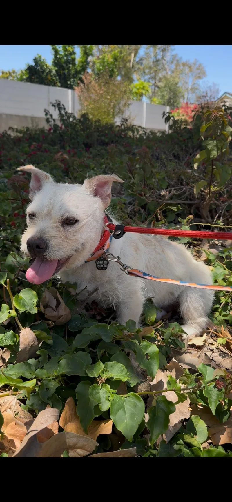 A young small-sized female West Highland White Terrier / Westie dog named Millie for adoption in Orange, CA