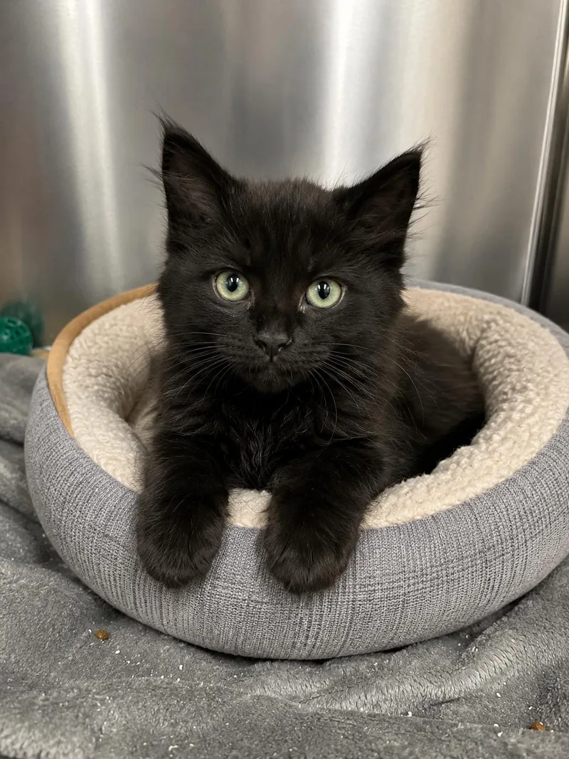 A baby medium-sized female Black Domestic Medium Hair cat named June for adoption in Cranston, RI