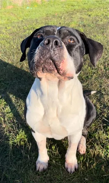 An adult medium-sized male American Bulldog dog named Ace for adoption in Rosenberg, TX