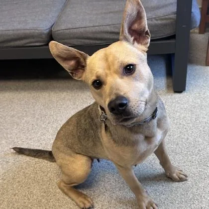 An adult medium-sized female Sable Mixed Breed dog named Piper for adoption in Lansing, MI