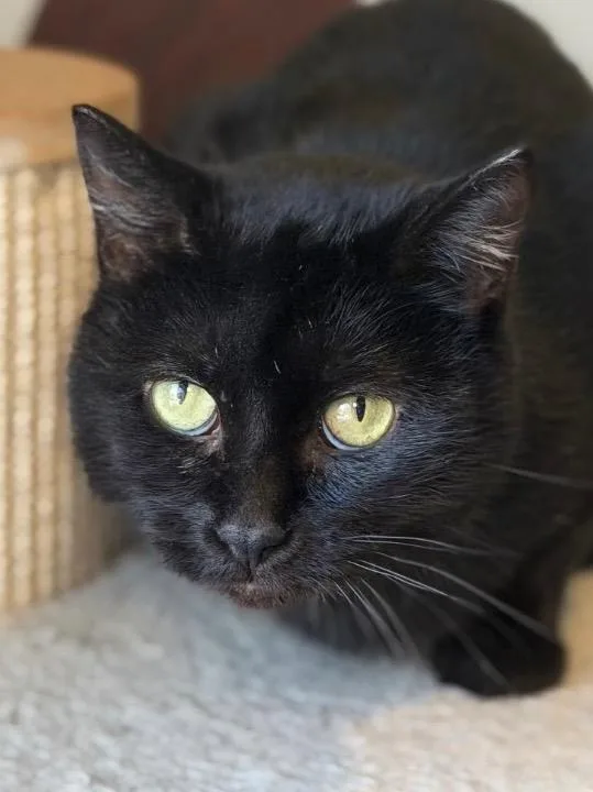 A young medium-sized female Domestic Short Hair cat named McBoop for adoption in Menomonie, WI