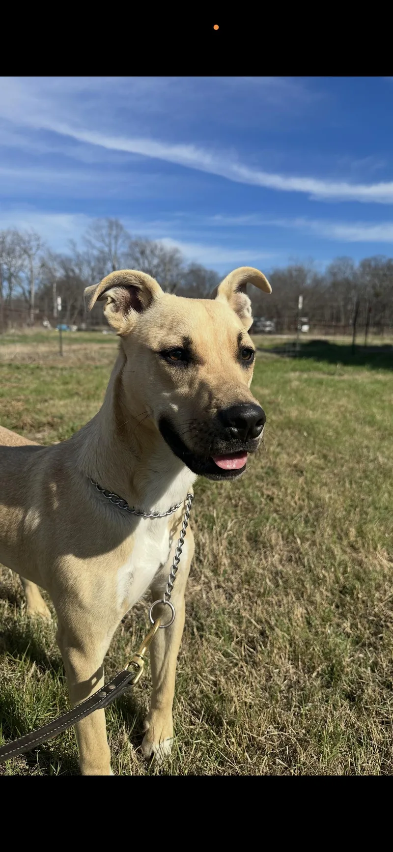 A young medium-sized male Black and Tan Coonhound dog named Draco for adoption in Dallas, TX