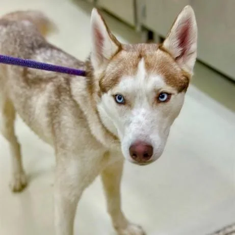 An adult medium-sized male Red / Chestnut / Orange Siberian Husky dog named Chance for adoption in Columbia, MD