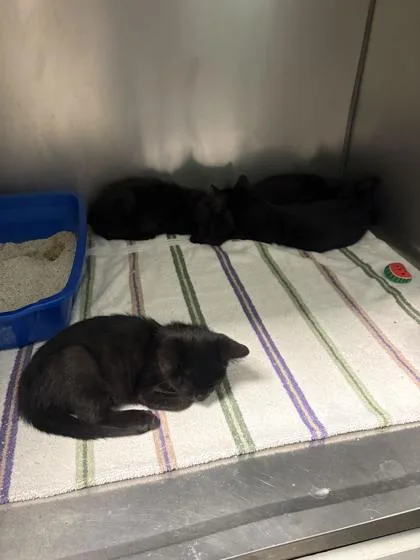 A baby small-sized male Domestic Short Hair cat named Yukon for adoption in Fishers, IN