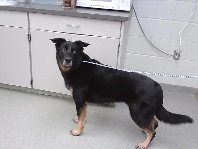 An adult large-sized female German Shepherd Dog dog named Bo for adoption in Omaha, NE
