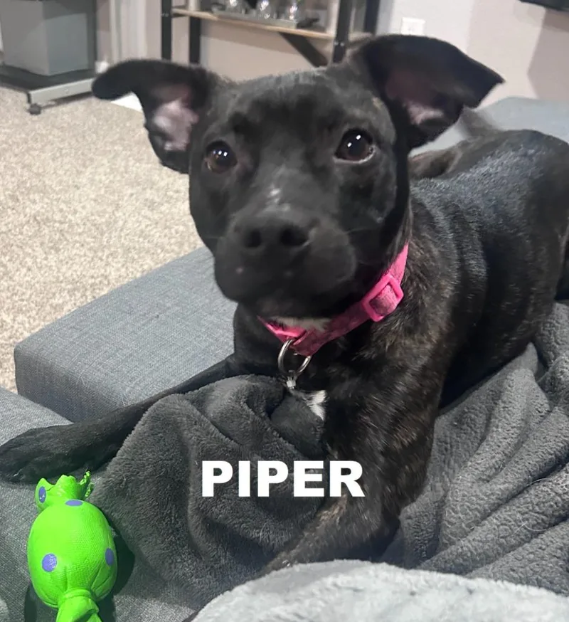 A baby small-sized female Terrier dog named Piper for adoption in Owatonna, MN
