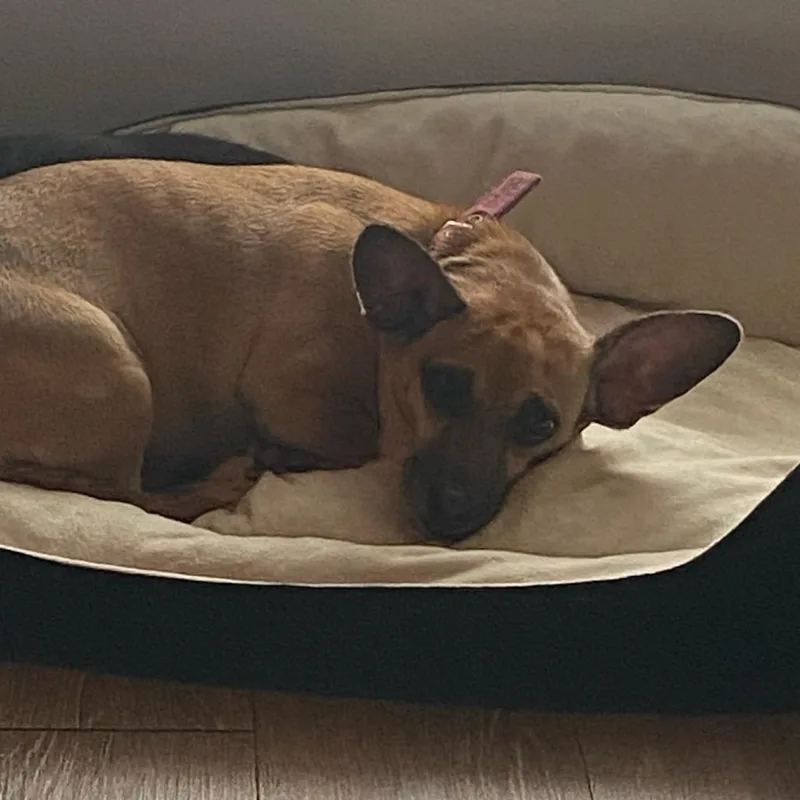 A senior small-sized male Yellow / Tan / Blond / Fawn Chihuahua dog named King for adoption in Galveston, TX