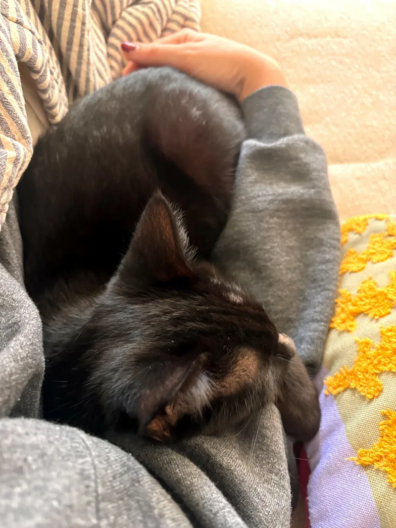 An adult medium-sized female Black Domestic Short Hair cat named Mia Hamm for adoption in Burlington, NC