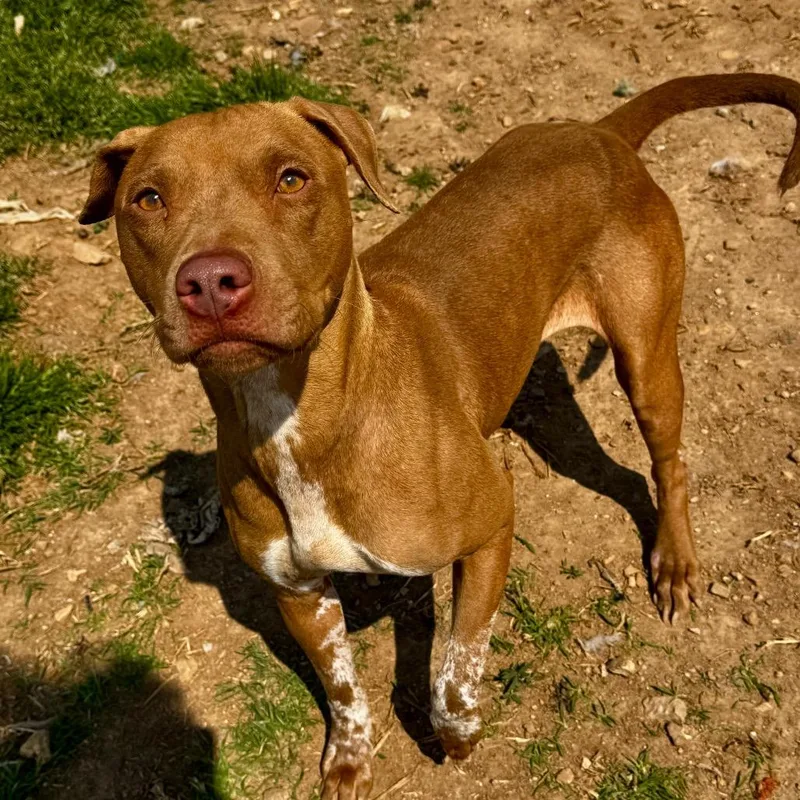 An adult medium-sized female Brown / Chocolate Mixed Breed dog named Roxanne for adoption in Huntsville, AL