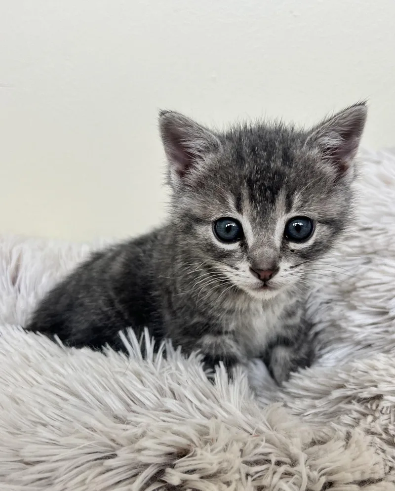 A baby small-sized male Domestic Short Hair cat named Larry for adoption in St. Ignace, MI