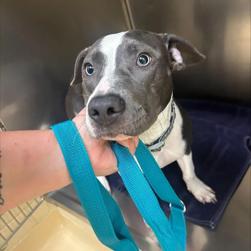 A young large-sized female Mixed Breed dog named Princess for adoption in Winston-Salem, NC