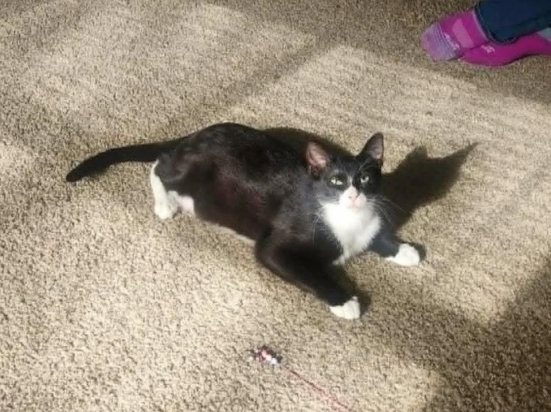A young medium-sized male Black & White / Tuxedo Domestic Short Hair cat named Marcus for adoption in Crystal, MN