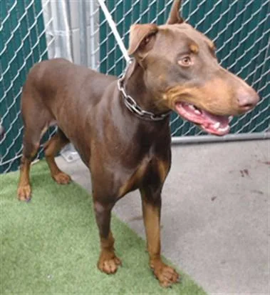 A young medium-sized male Doberman Pinscher dog named Cash for adoption in Downey, CA