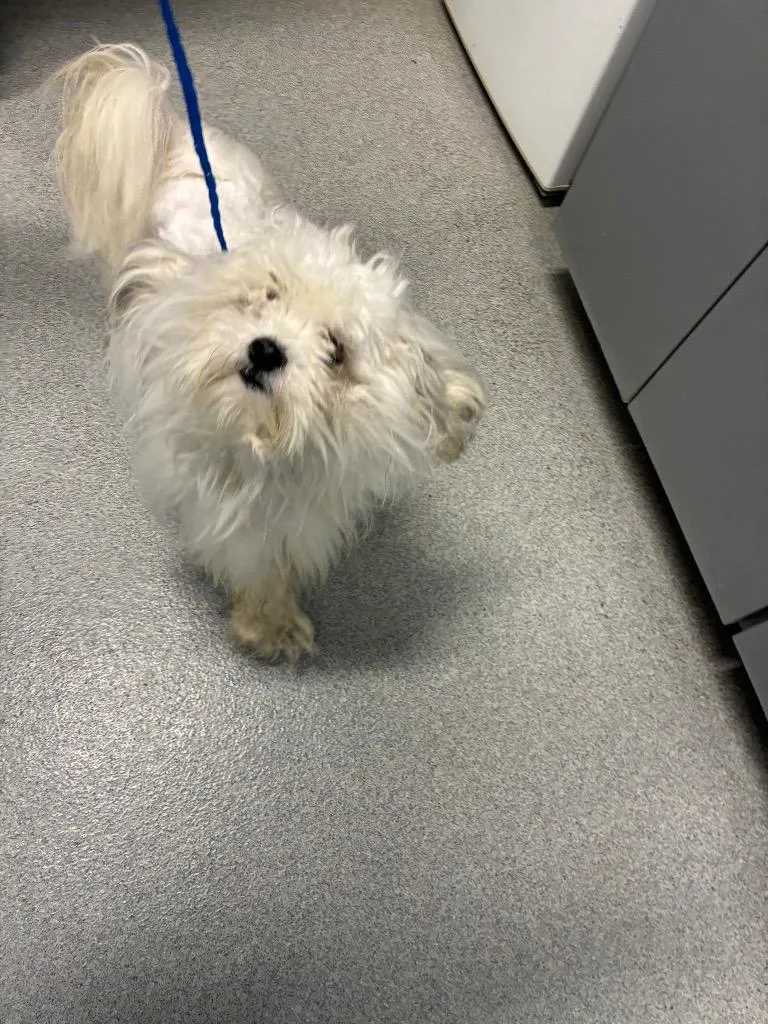 Fizzgig thumbnail 2
