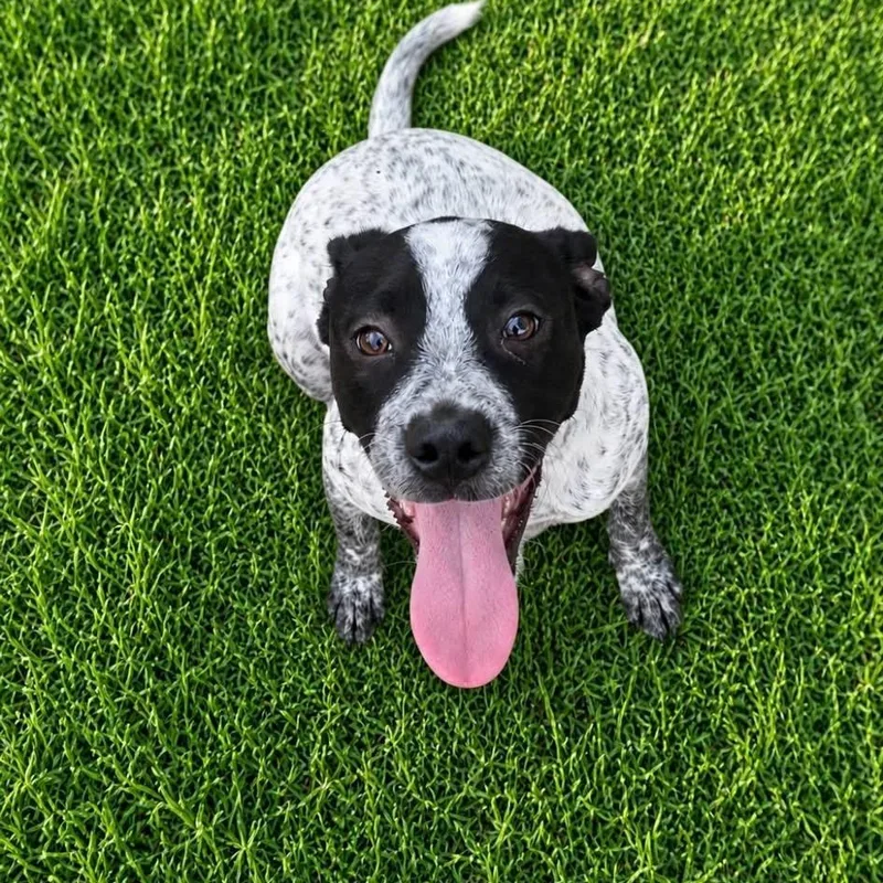 Oreo thumbnail 3