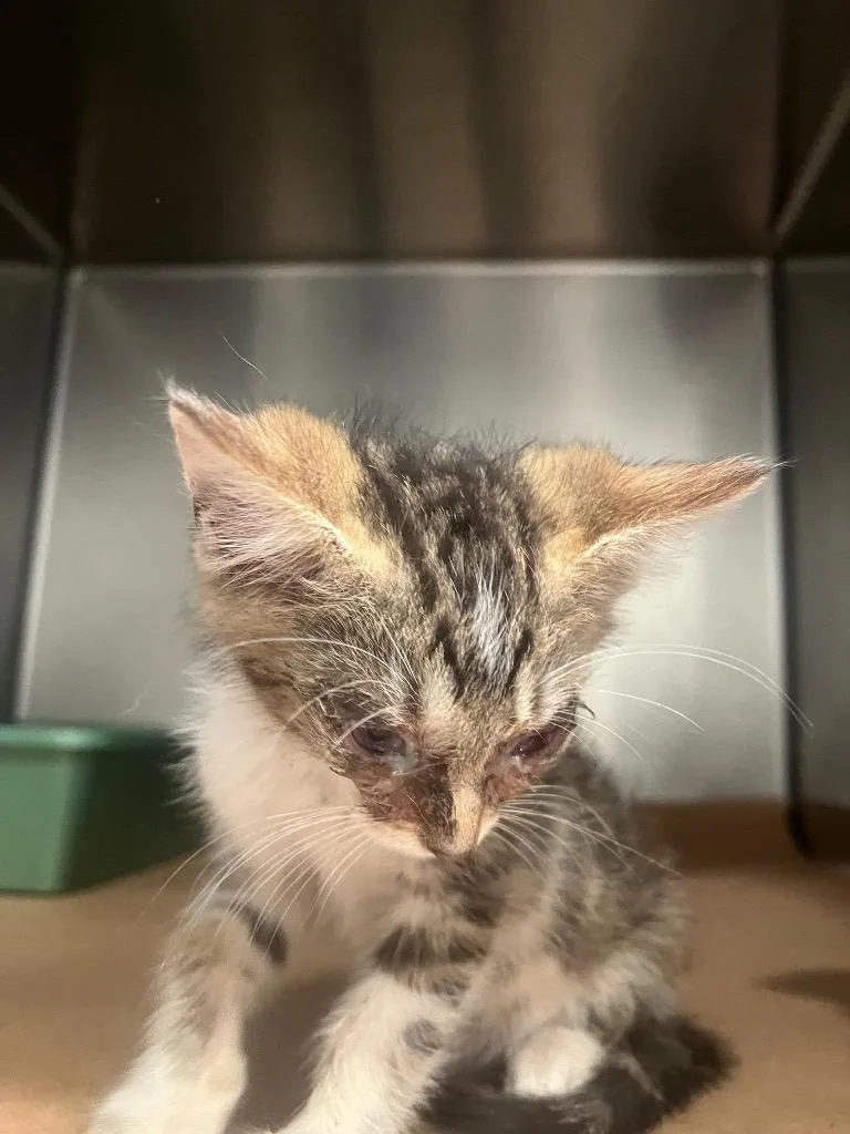 A baby small-sized male Domestic Short Hair cat named Bayou for adoption in Cartersville , GA
