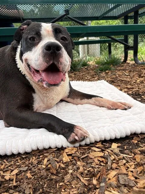 An adult extra large-sized male Pit Bull Terrier dog named Bugsy for adoption in Leesburg, VA