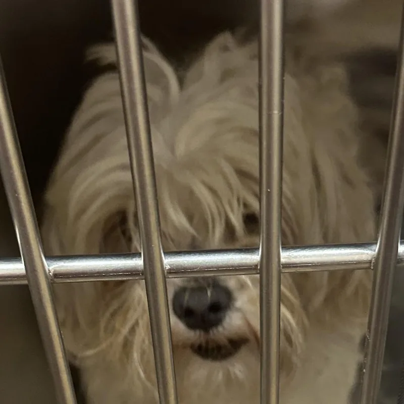 An adult small-sized male White / Cream Maltese dog named Cotton Swab for adoption in Calverton, NY