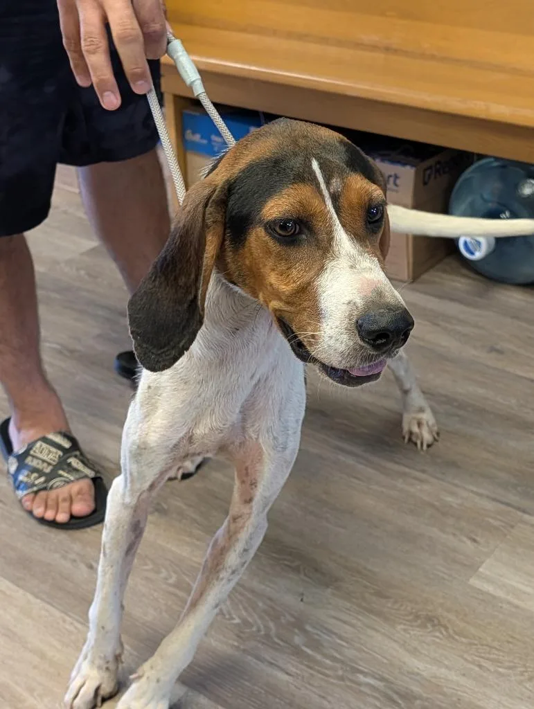 A young medium-sized female Mixed Breed dog named Daisy for adoption in Shelbyville, TN