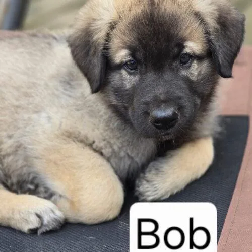 A baby extra large-sized male Sable Anatolian Shepherd dog named Bob for adoption in Lincolnshire, IL