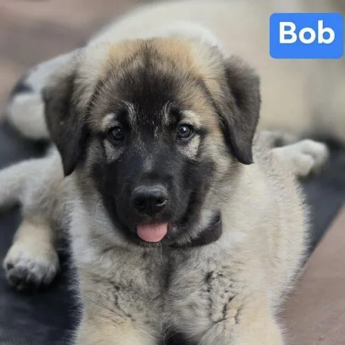 Bob thumbnail 2