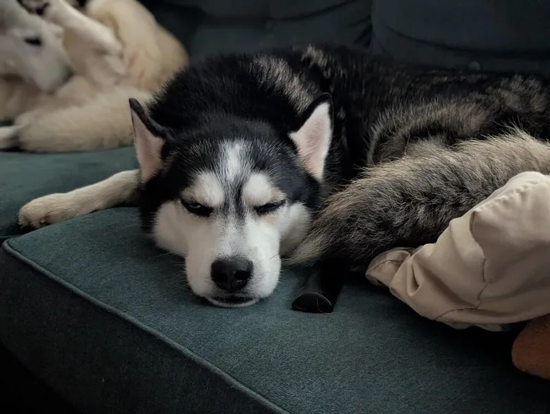 An adult medium-sized male Tricolor (Brown, Black, & White) Siberian Husky dog named Graham for adoption in Tigard, OR