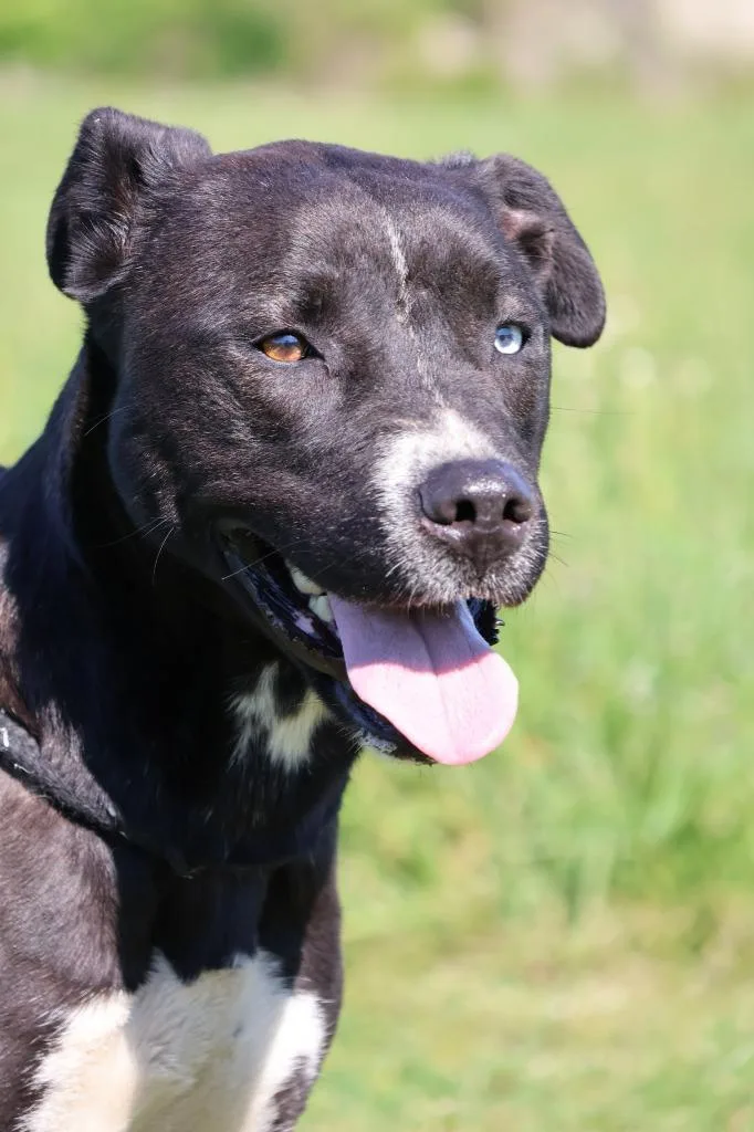 An adult small-sized female Mixed Breed dog named Posey for adoption in Columbia, TN