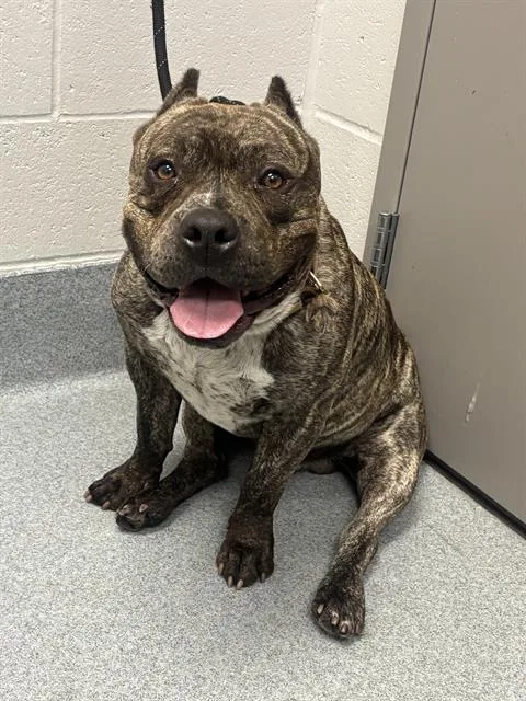 An adult medium-sized male American Bulldog dog named Bruno for adoption in Indianapolis, IN