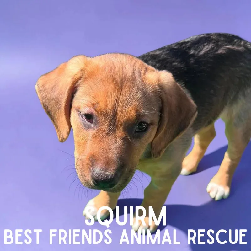 Squirm